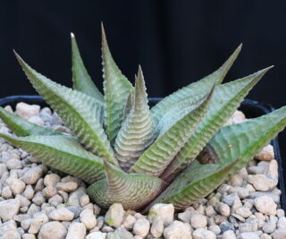 00417 haworthiopsis limifolia rsa gollel drouxx sn
