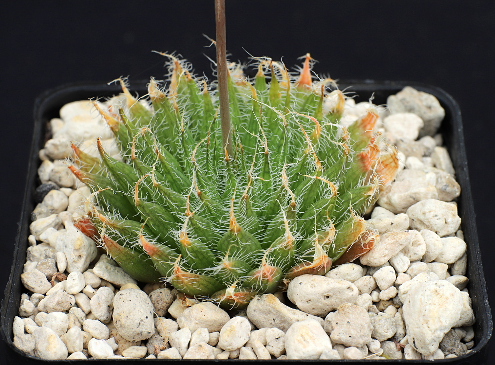 00427 haworthia arachnoidea var setata pectinis n of steytlerville mbb6610