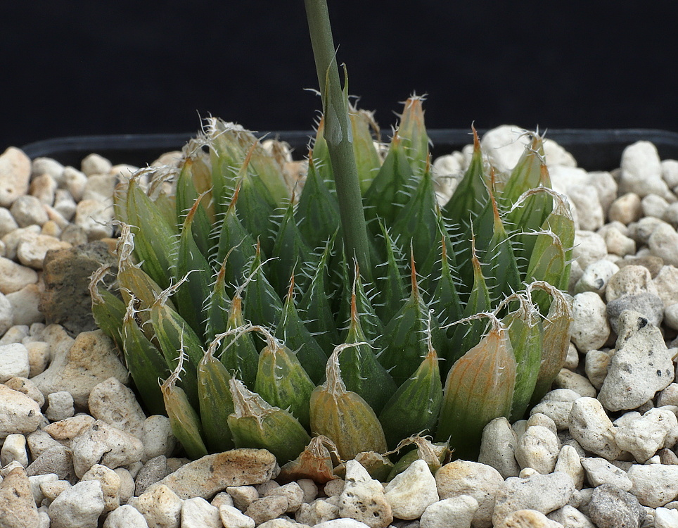 00429 haworthia cooperi var gracilis isabellae intermed se of rooivlakte