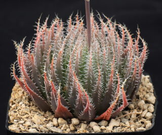 00430 haworthia cummingii trefu ses of committees drift dmc11214