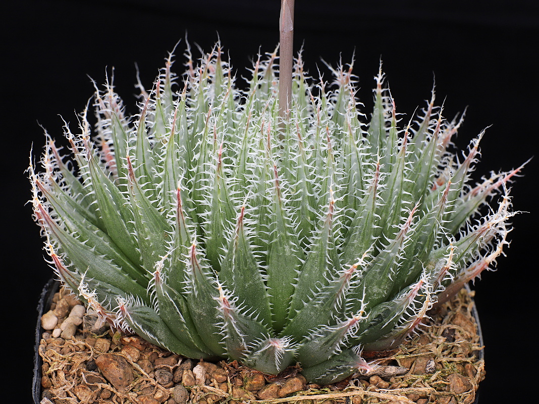00430 haworthia cummingii trefu ses of committees drift dmc11214 2