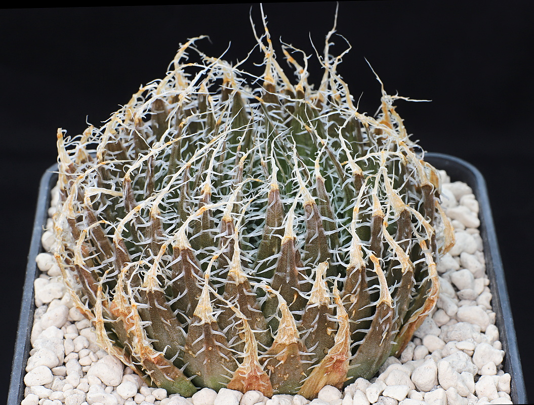 00543 haworthia decipiens var virella 2 km e of careys brook ene of jansenville dmc11160