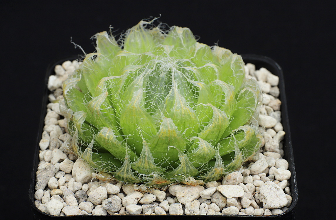 00598 haworthia semiviva biesiespoort s of victoria west lav29094