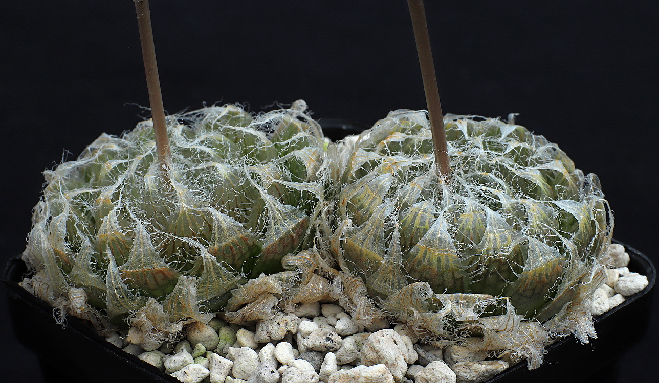 00598 haworthia semiviva biesiespoort s of victoria west lav29094 2