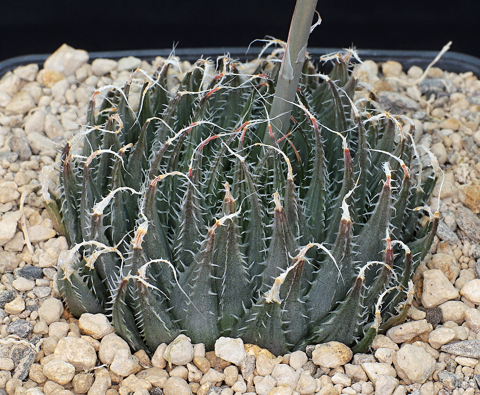 00643 haworthia decipiens var minor azurea nentrance of grootpoort off road from addo to steytlerville dmc8583