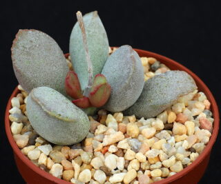 00729 adromischus marianiae kubusensis upper skimmelberg sh sn