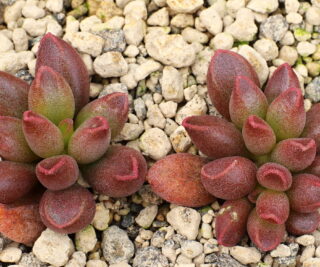 00732 adromischus marianiae tanqua matjiesfontein w of calvinia evj8859 2