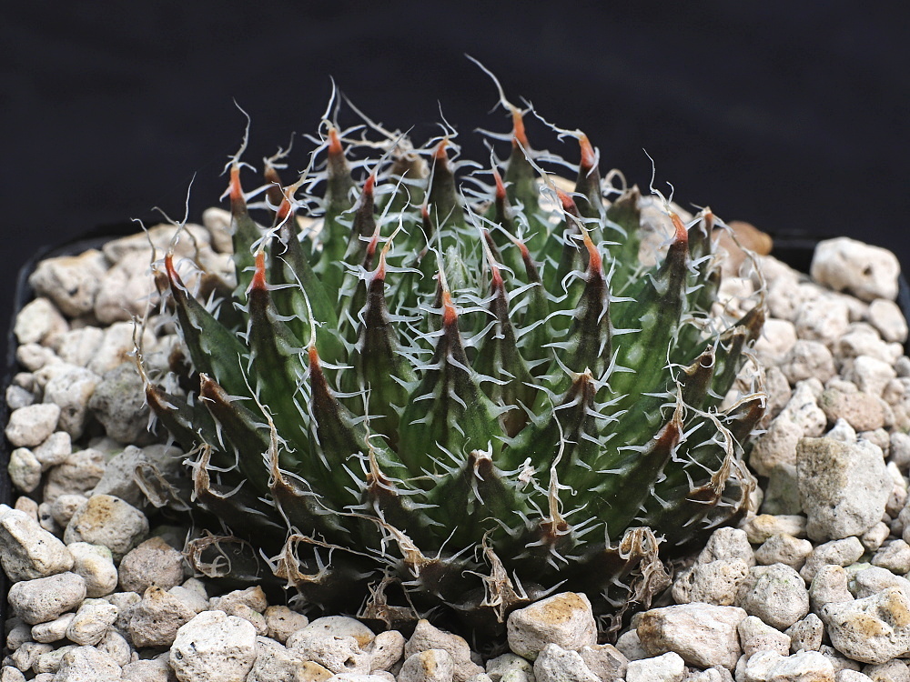Haworthia arachnoidea var. nigricans 'kuromisa n.n.' IB07146
