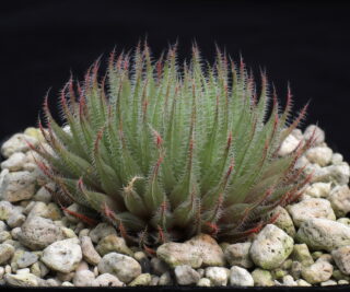 00856 haworthia tenera ne of huntsdrift on turnoff to comittees drift ib07031