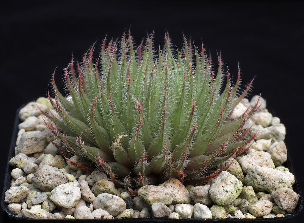 00856 haworthia tenera ne of huntsdrift on turnoff to comittees drift ib07031