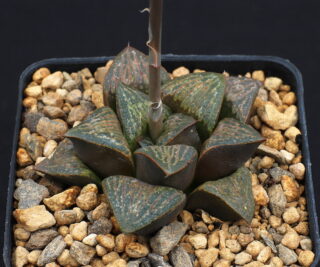 00882 haworthia pygmaea var fusca w of paulsfontein ib08971