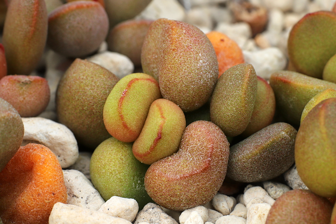 00991 adromischus marianiae little spheroid c15 km n of nama diamante dp98 43