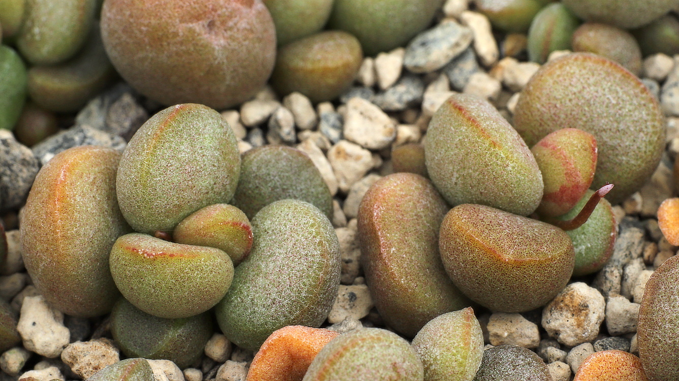 00991 adromischus marianiae little spheroid c15 km n of nama diamante dp98 43 2