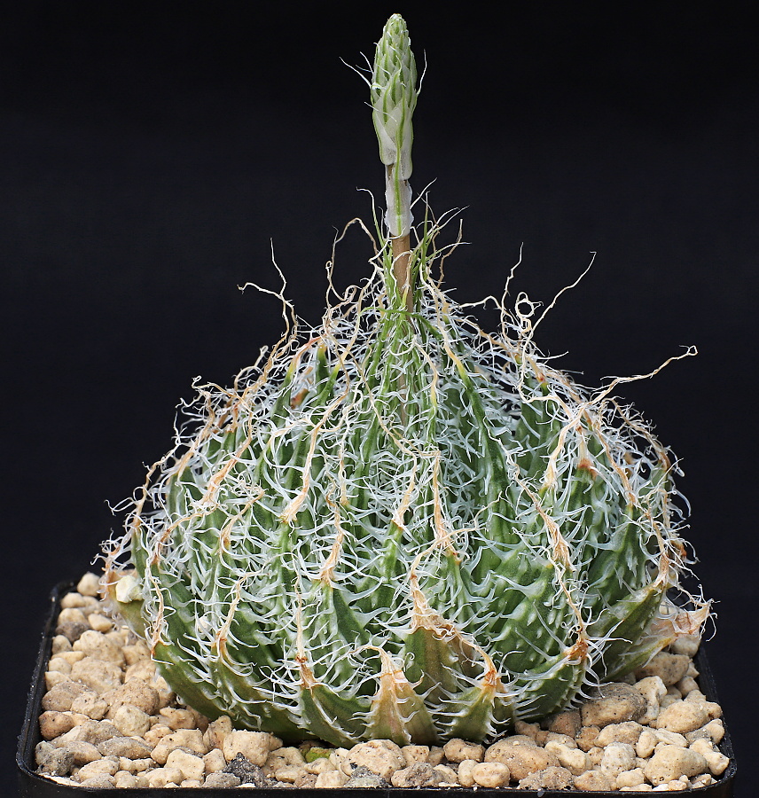 01046 haworthia arachnoidea vinkrivier w cape limeworks mowers mbb7033 1