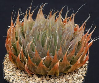 01059 haworthia decipiens incrassa vetvlei n of uniondale mbb6937 2