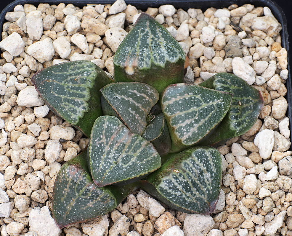 01093 haworthia pygmaea var argenteomaculosa humor 24 km w of mossel bay vdv249