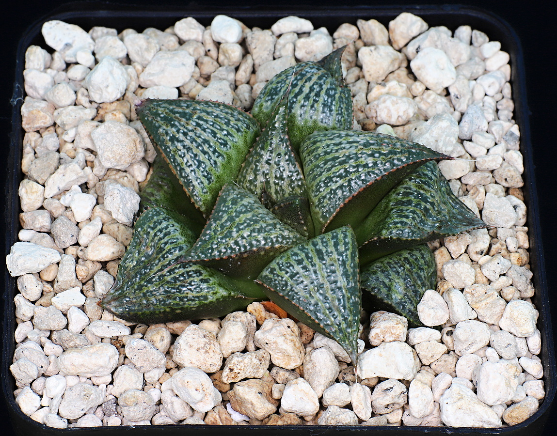 01098 haworthia mirabilis var splendens 10 km wnw of albertinia vdv078