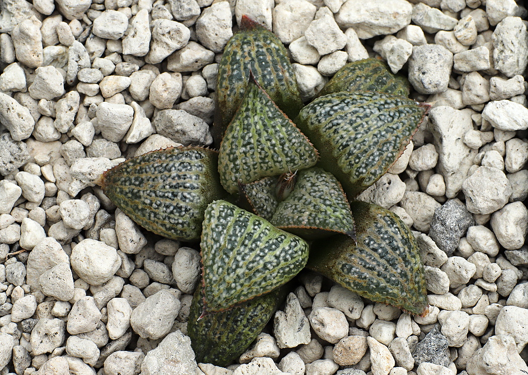 01098 haworthia mirabilis var splendens 10 km wnw of albertinia vdv078 2