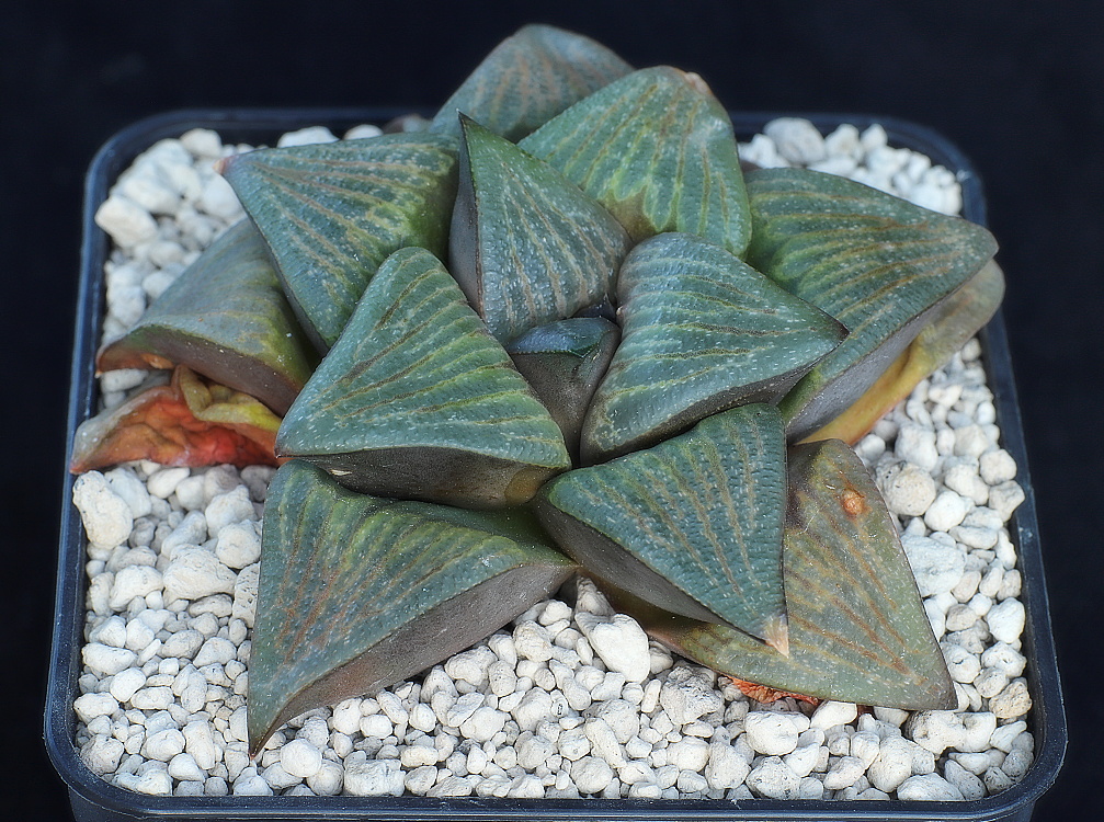 01099 haworthia pygmaea var dekenahii draaihoek n of albertinia gm327