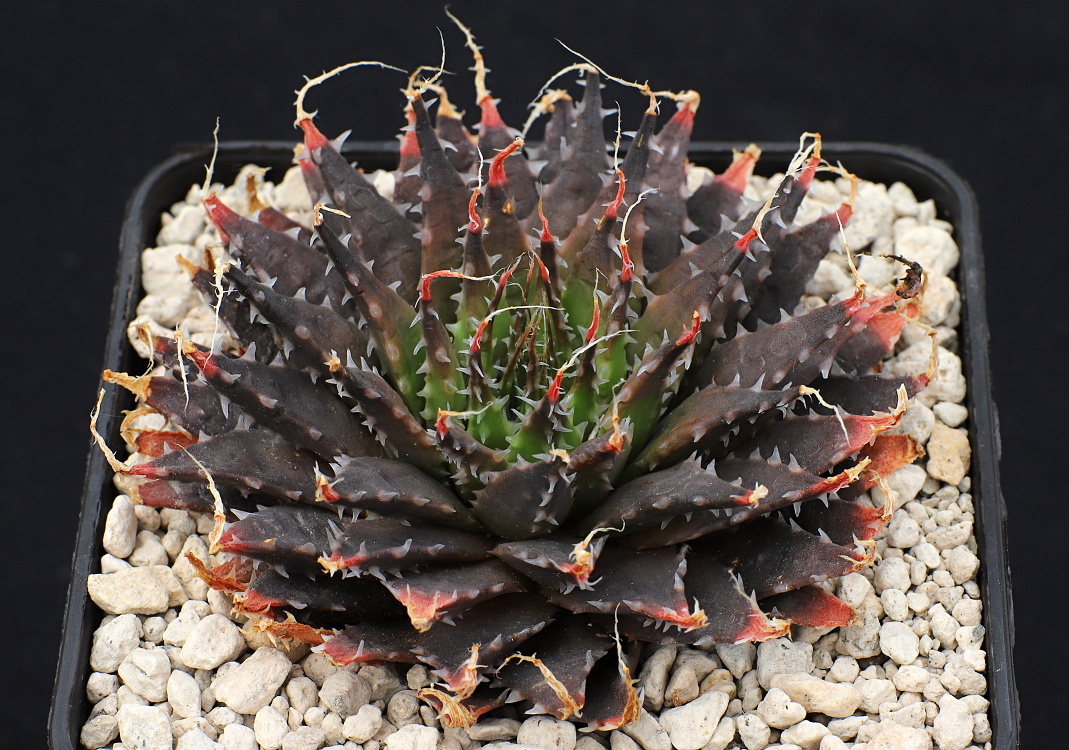 01102 haworthia arachnoidea var nigricans venteri n of aasvoAlsvallei se of vanwyksdorp gm619