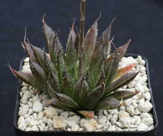 01143 haworthia maculata audens nn audenberg mbb6815 2