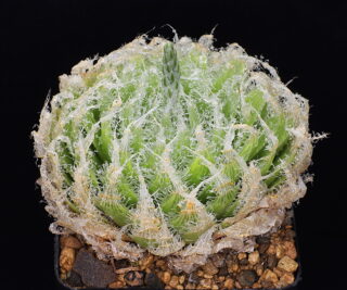 01162 haworthia semiviva beaufort west townarea