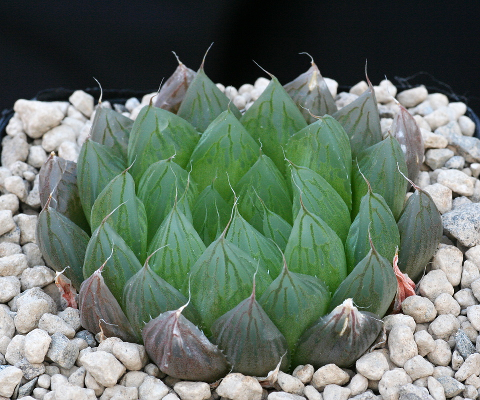 01181 haworthia cooperi hogsia nn woburn nw of hogsback jdv91 082