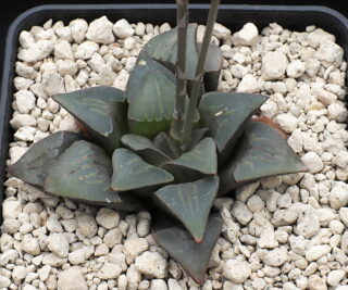 01395 haworthia mutica klipbankskloof s protem