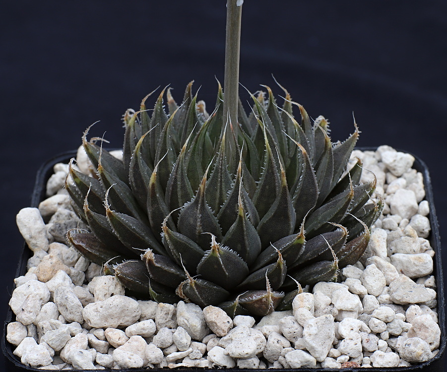 01449 haworthia arachnoidea scottii welgerust se of calitzdorp ib06617