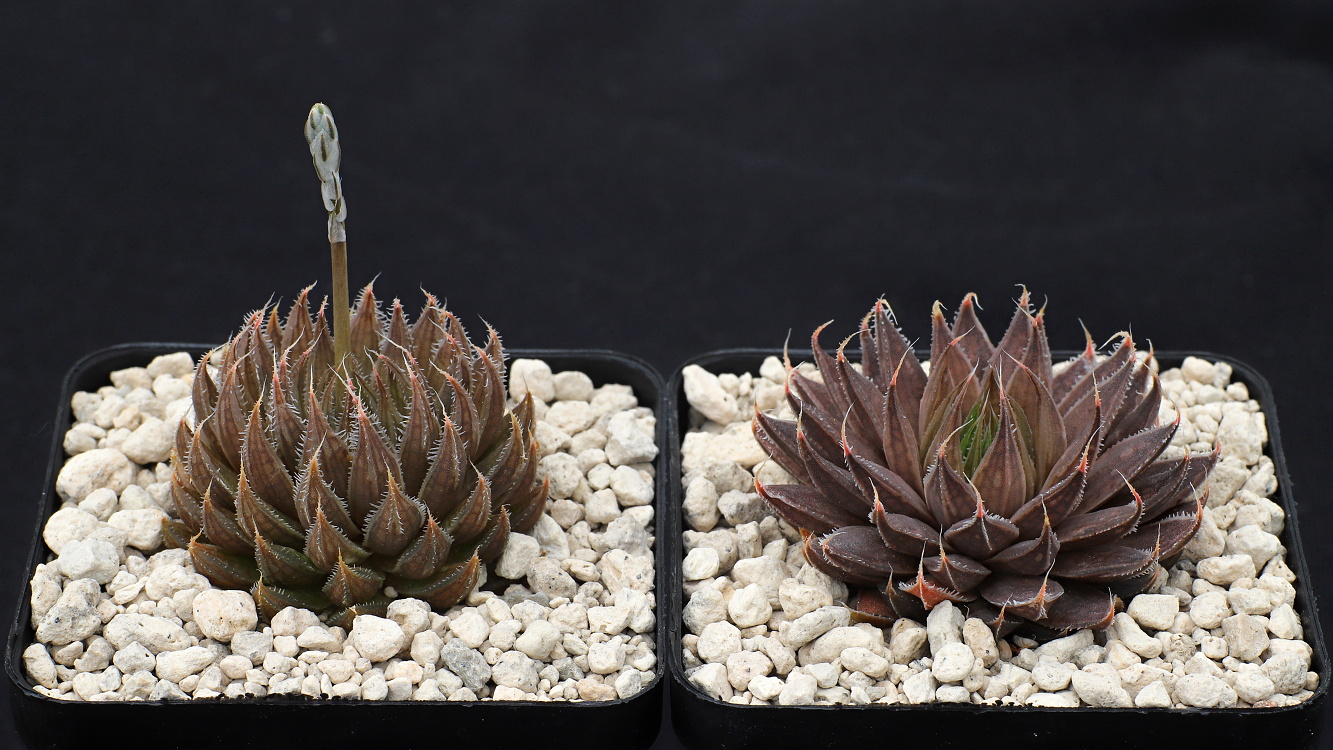 01449 haworthia arachnoidea scottii welgerust se of calitzdorp ib06617 3
