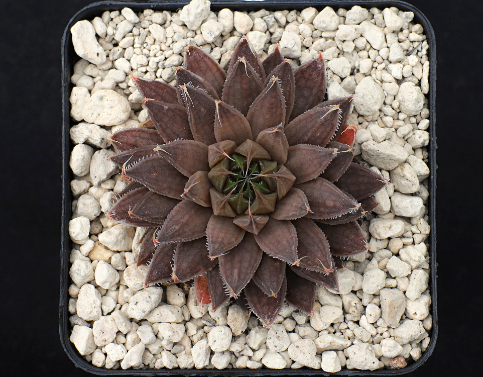 01449 haworthia arachnoidea scottii welgerust se of calitzdorp ib06617 4