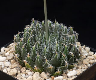 01556 haworthia arachnoidea scottii dongas ib06614 1