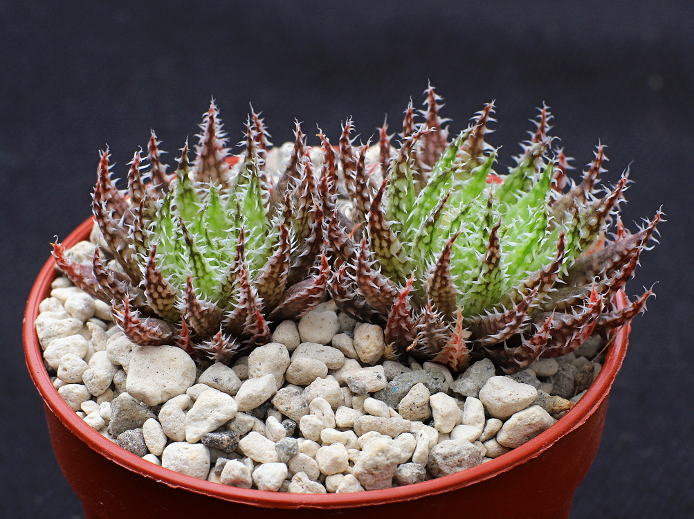 01608 haworthia herbacea kesara bosfontein se of worcester jdv85060
