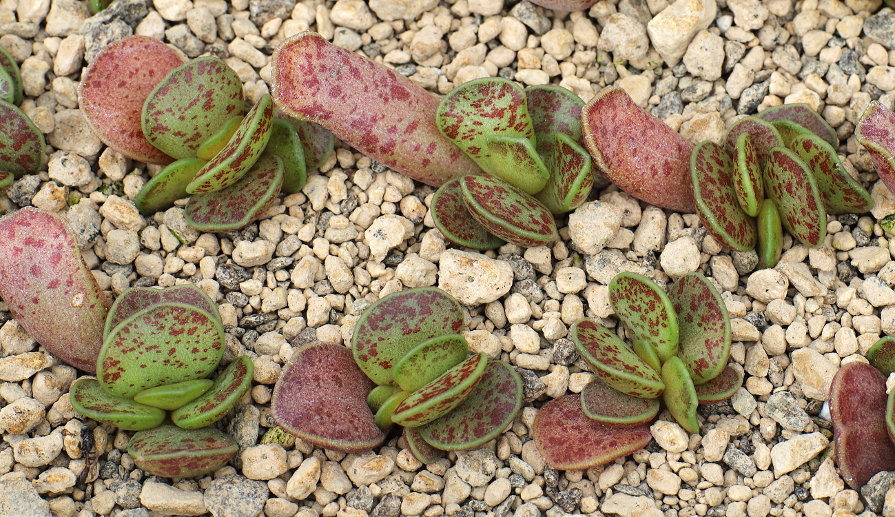 01659 1 adromischus kitchingii nn 9 km sse of nieuw bethesda nr tl of a kitchingii