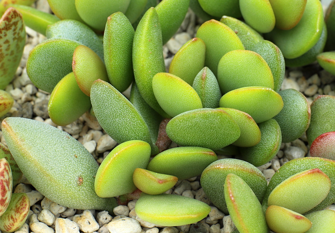 01752 1 adromischus montiumklinghardtii 11 km sw of brandkaros ne of alexander bay 2