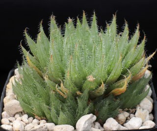01850 haworthia cooperi var isabellae bella houtkloof upper elandsrivier valley mbb6798
