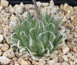 01859 haworthia cooperi var isabellae pilosa rooikloof baviaanskloof mbb6826