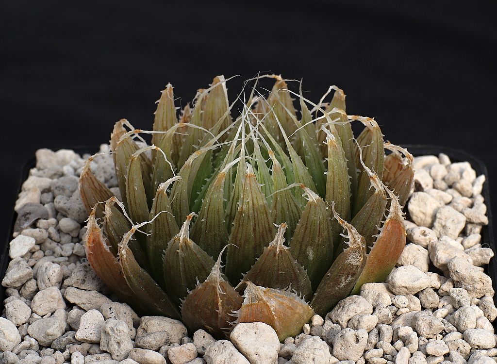 01945 1 haworthia mucronata calitzensis kruisrivier ene of calitzdorp ib06595
