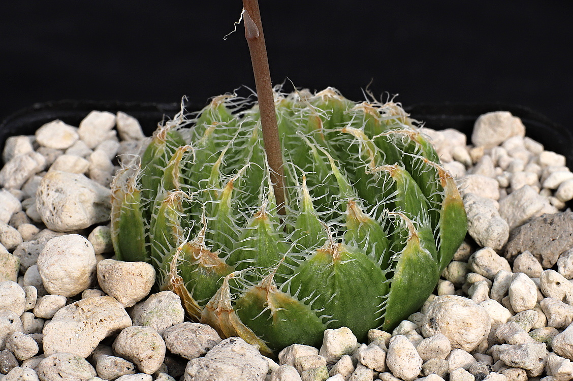 01945 2 haworthia mucronata calitzensis kruisrivier ene of calitzdorp ib06595
