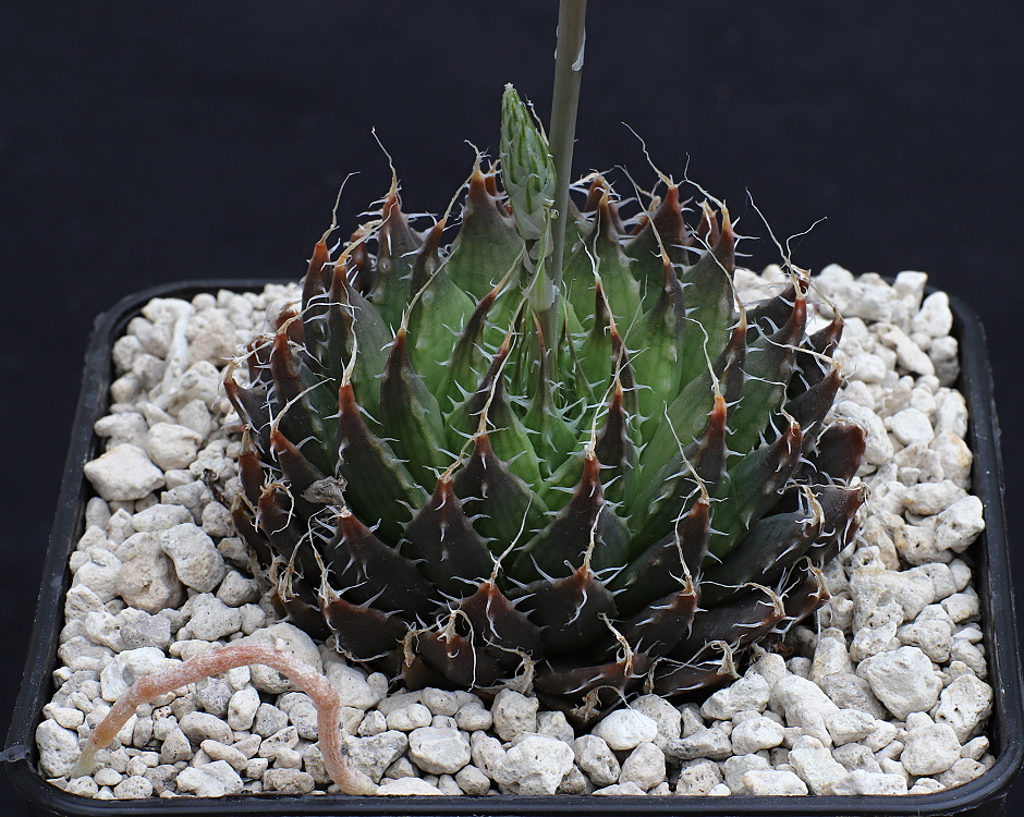 02022 haworthia arachnoidea var nigricans venteri voorbaat dmc13645 3
