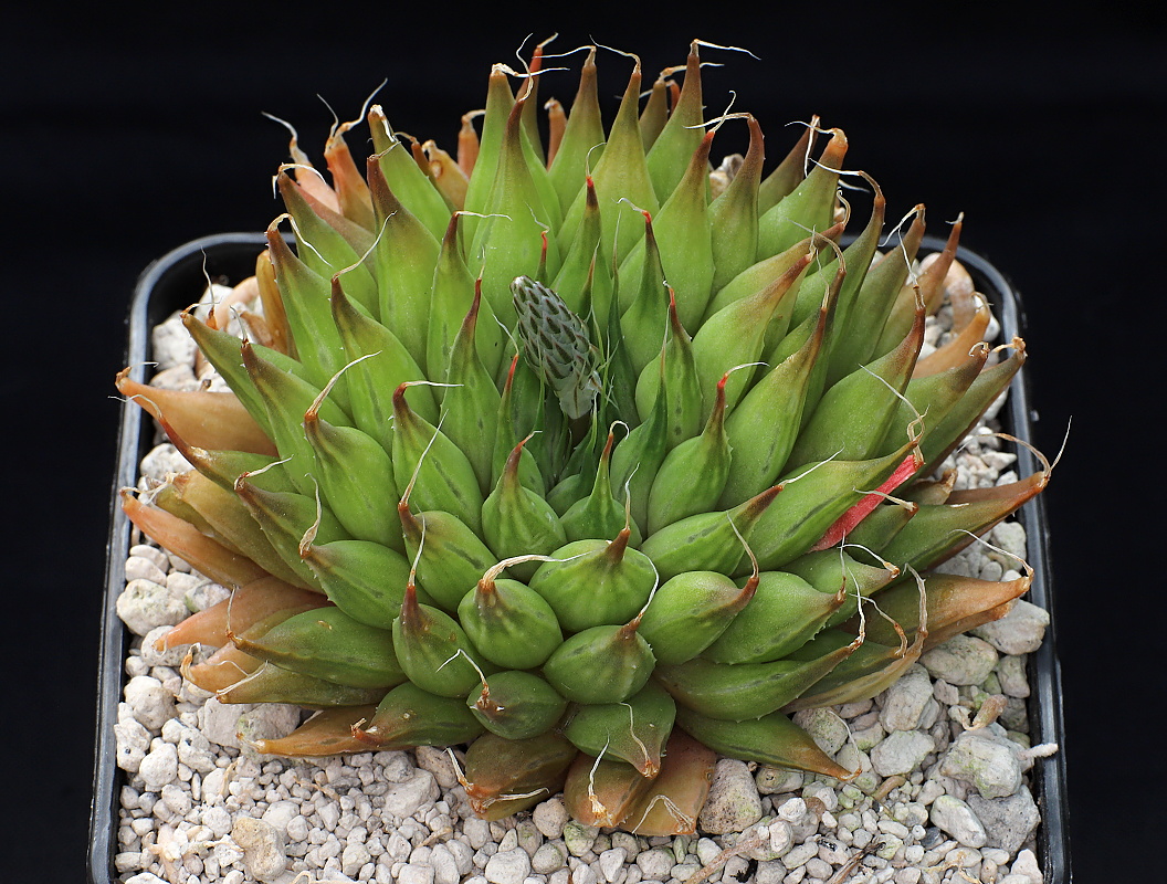 02022 haworthia arachnoidea var nigricans venteri voorbaat dmc13645 4