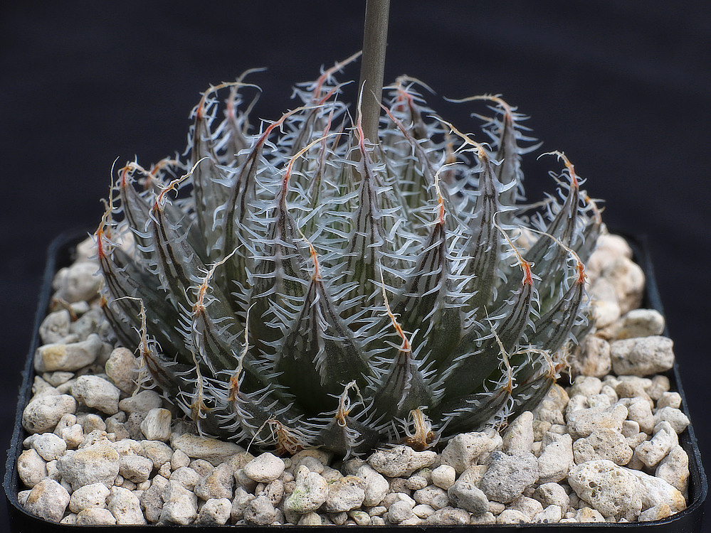 02081 haworthia decipiens var cyanea trakaskuilen mbb7025