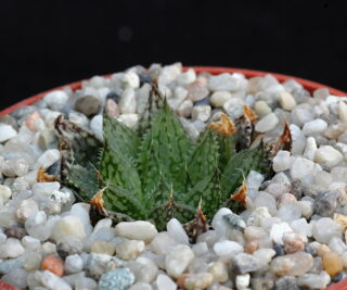 02089 haworthia maculata var livida lemoenpoort s of worcester jdv88031