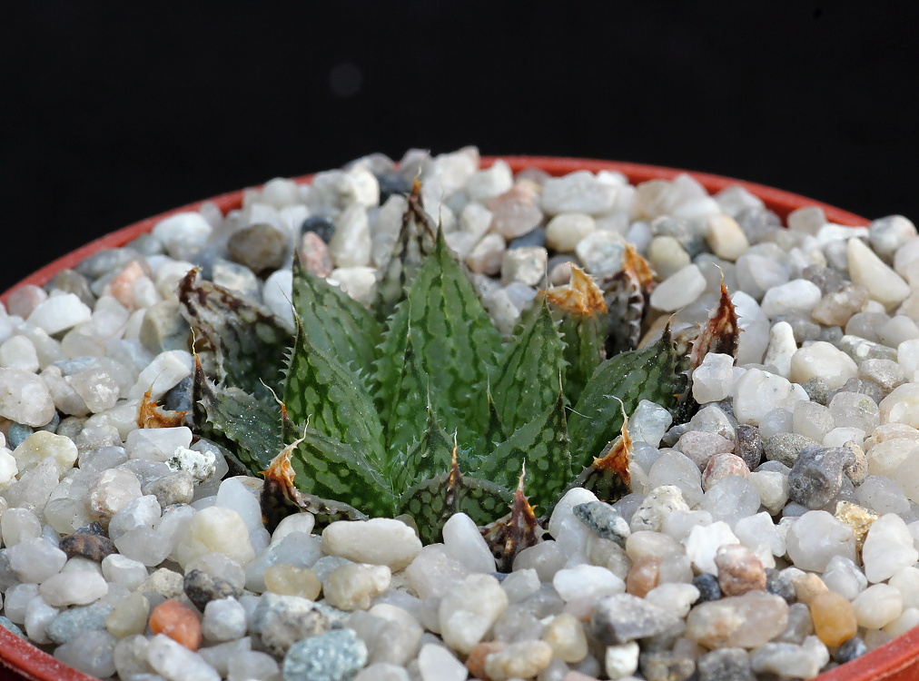 02089 haworthia maculata var livida lemoenpoort s of worcester jdv88031