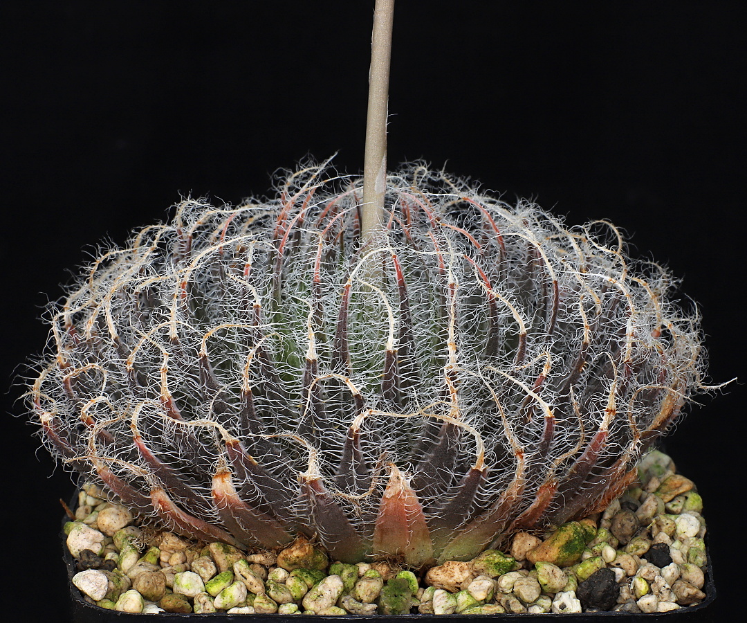 02154 haworthia bolusii odyssei skietfontein se of pearston ib12597 2