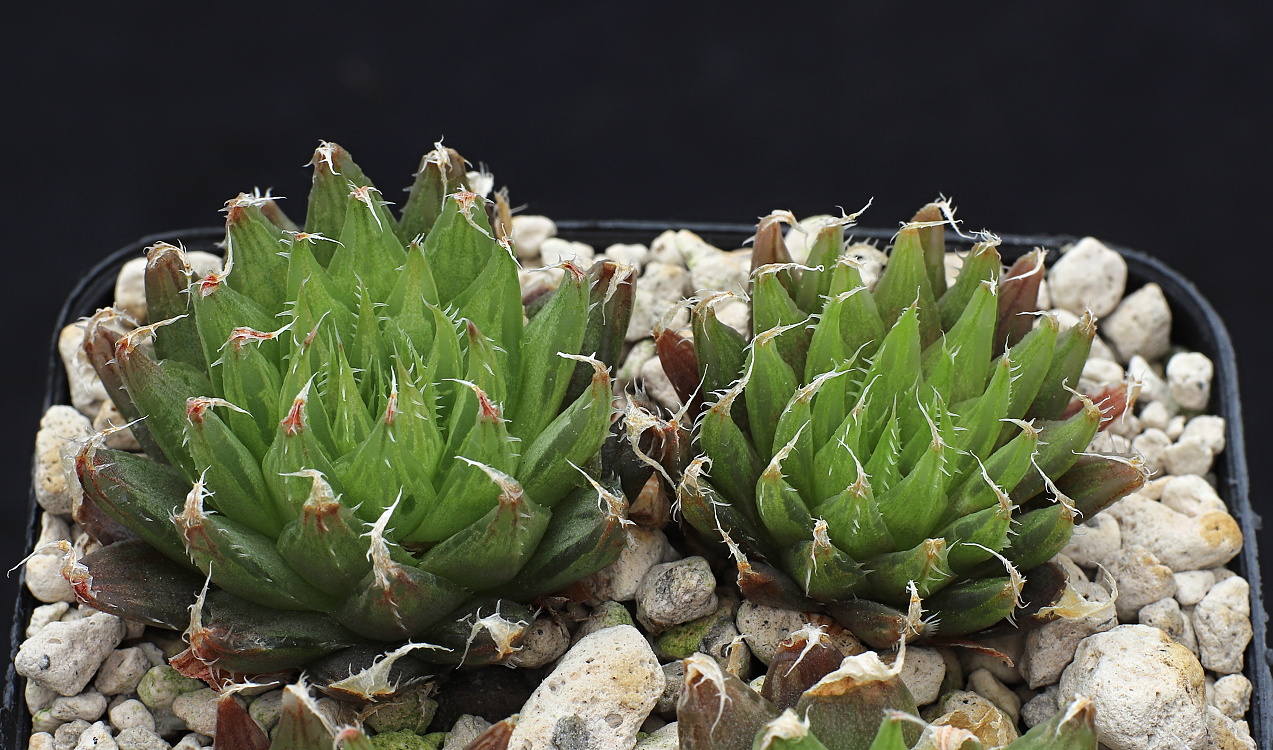 02159 haworthia cooperi var gracilis bathylis nr kouga dam wall 2