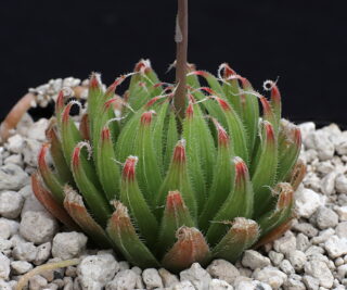 02258 haworthia cooperi var isabellae ciliata top of wilgerfontein mbb6905