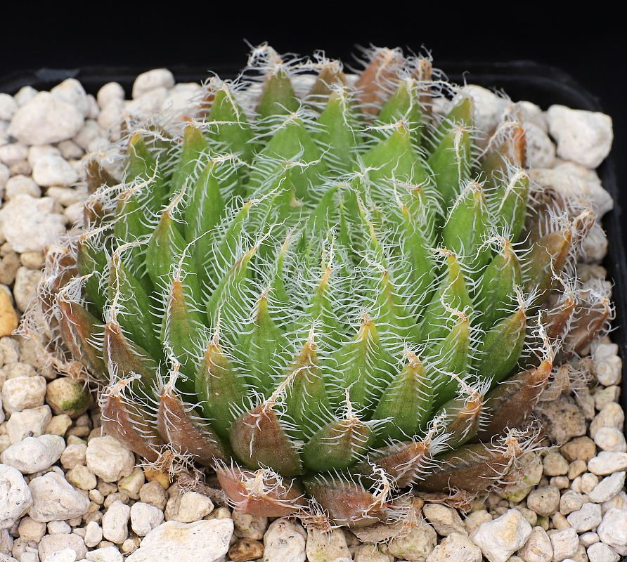 02321 haworthia arachnoidea cangoensis 1 km from kos raubenheimer dam turnoff nfacing hill ib06643