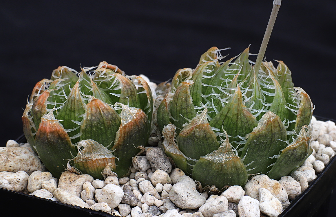 02330 haworthia decipiens kloofberge hill opposite turnoff to swartberg pass ib07102
