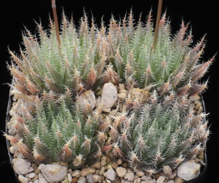 02424 haworthia cummingii trefu ses of committees drift ib12447